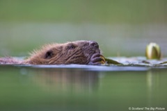 Beaver swimming in green water